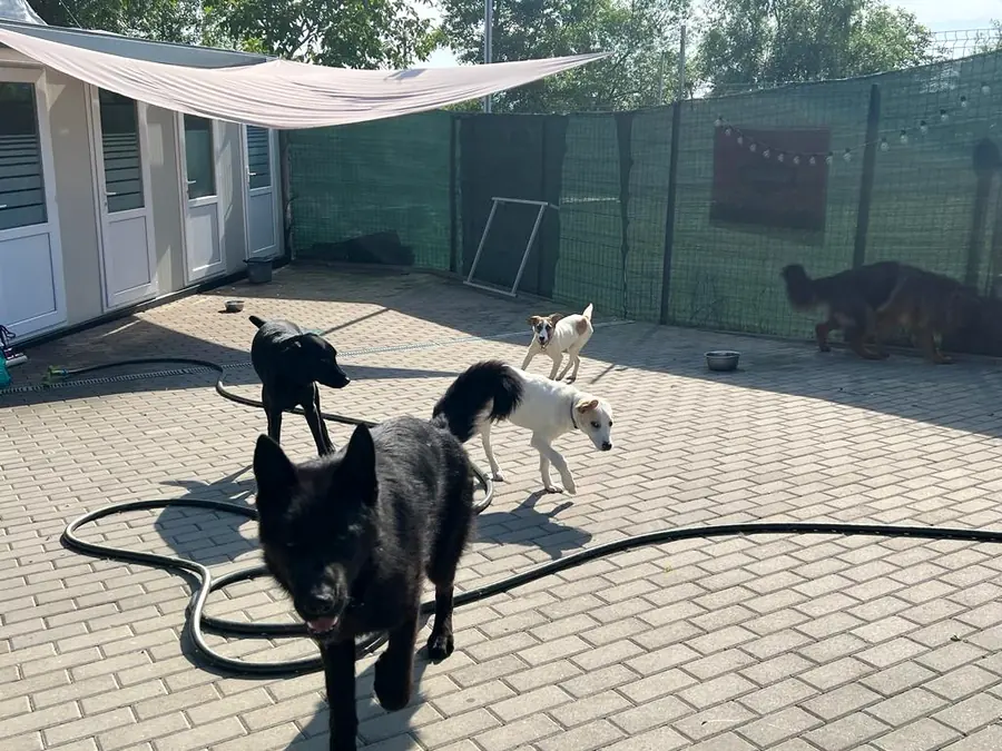 Câini la joacă în curtea pensiunii noastre canine din Gilău