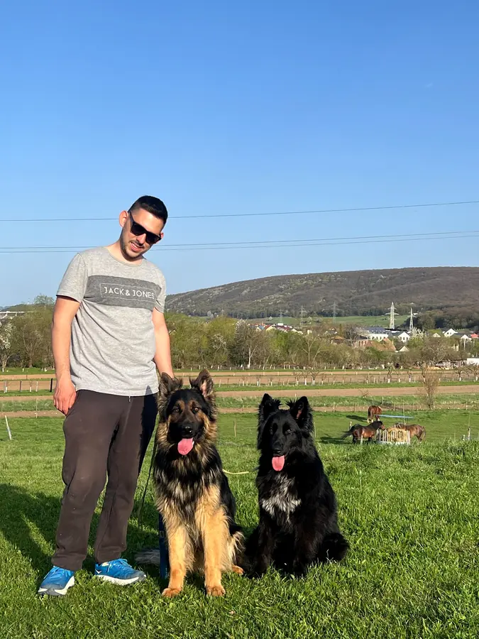 Hunor cu doi ciobănești germani pe terenul din Gilău