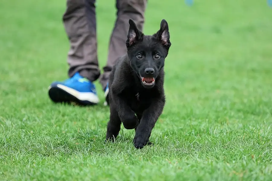 Pui negru de ciobănesc german alergând spre stăpân