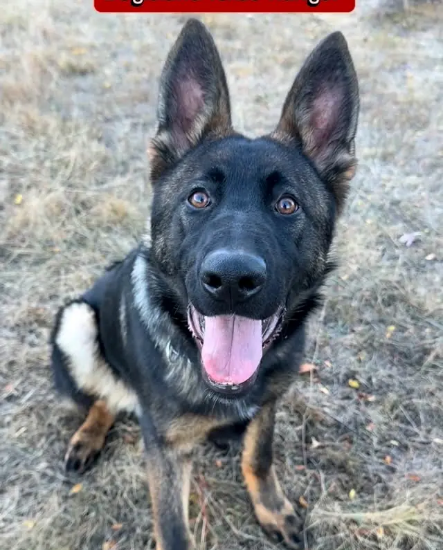 Dogisland Texas-Ranger, ciobănesc german de 5 luni